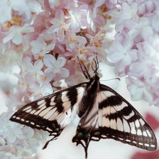 Cross stitch pattern: #2596595