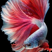 Cross stitch pattern: #2596689