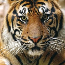 Cross stitch pattern: #2596757