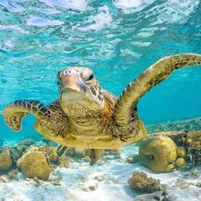 Cross stitch pattern: #2596787