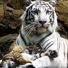 Cross stitch pattern: #2600266