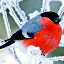 Cross stitch pattern: #2600511