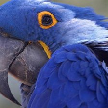 Cross stitch pattern: #2604484