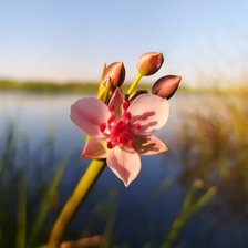 Cross stitch pattern: #2612145