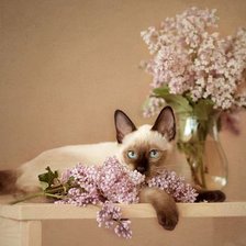 Cross stitch pattern: #2619432