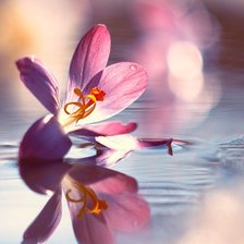 Cross stitch pattern: #2625176