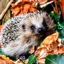 Cross stitch pattern: #2628389