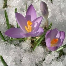 Cross stitch pattern: #2632772