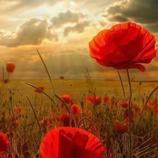 Cross stitch pattern: #2634874