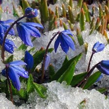 Cross stitch pattern: #2635083