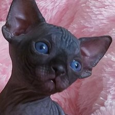 Cross stitch pattern: #2635404