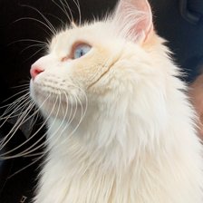 Cross stitch pattern: #2683701