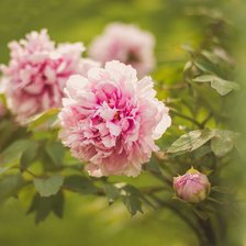 Cross stitch pattern: #2720839