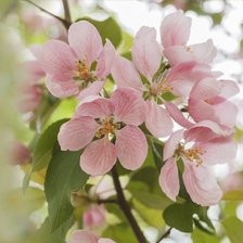 Cross stitch pattern: #2720846