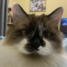 Source of cross stitch pattern: #2729063