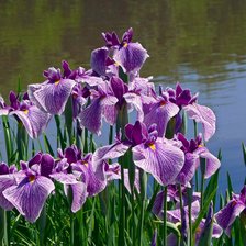 Cross stitch pattern: #2736550