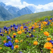 Cross stitch pattern: #2736554