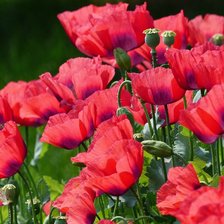 Cross stitch pattern: #2881210