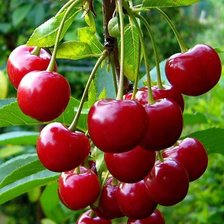 Cross stitch pattern: #2903181