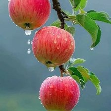 Cross stitch pattern: #2903195