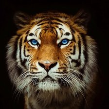 Cross stitch pattern: #2903458