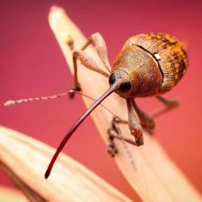 Cross stitch pattern: #2905812