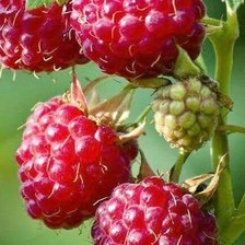 Cross stitch pattern: #2905942