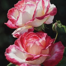 Cross stitch pattern: #2908570