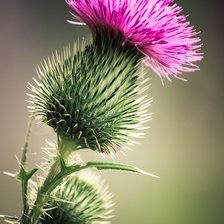 Cross stitch pattern: #2909782