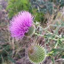 Cross stitch pattern: #2910840