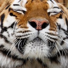 Cross stitch pattern: #2911243