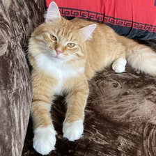 Cross stitch pattern: #2911894