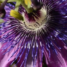 Cross stitch pattern: #2912817