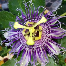 Cross stitch pattern: #2914080