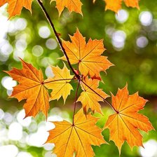 Cross stitch pattern: #2914433