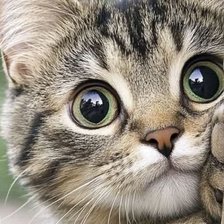 Cross stitch pattern: #2915491