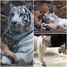 Cross stitch pattern: #2915854