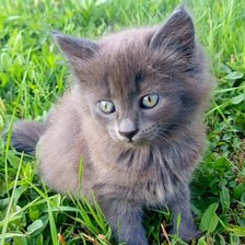 Cross stitch pattern: #2916714