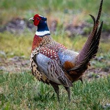 Cross stitch pattern: #2916882