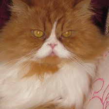 Cross stitch pattern: #2917314