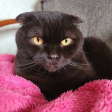 Cross stitch pattern: #2917316