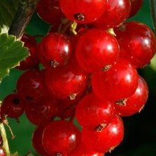 Cross stitch pattern: #2917611