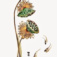 Cross stitch pattern: #2918205