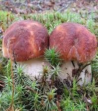 Cross stitch pattern: #2919069