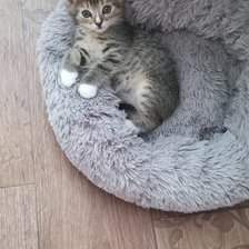 Cross stitch pattern: #2919071