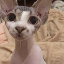 Cross stitch pattern: #2919074