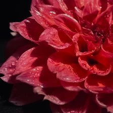 Cross stitch pattern: #2919211