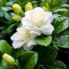 Cross stitch pattern: #2920791