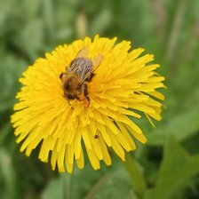 Cross stitch pattern: #2920796