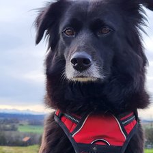 Cross stitch pattern: #2921612